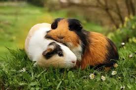 GUINEA PIG CARE SHEET