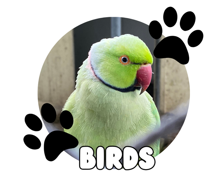 Birds