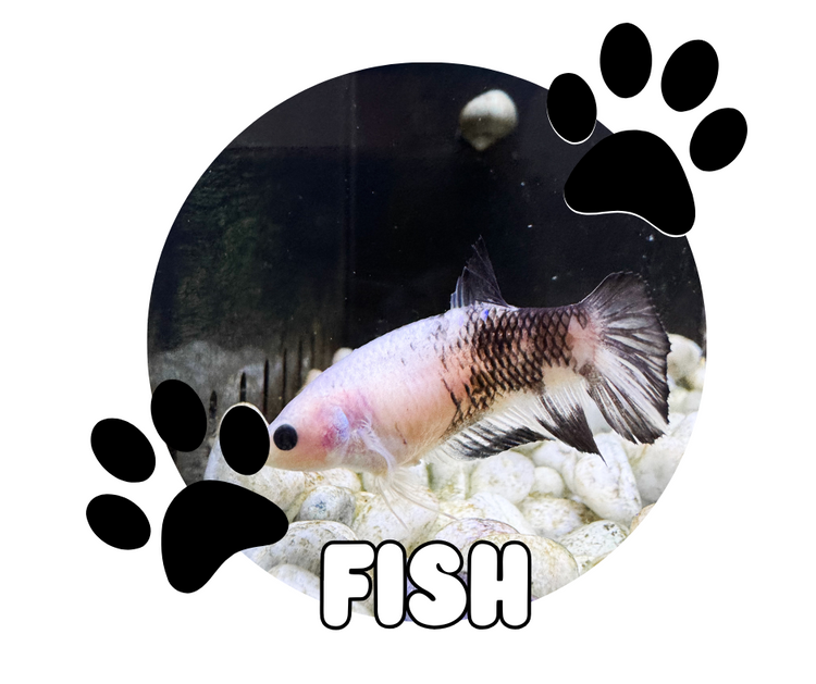 Fish