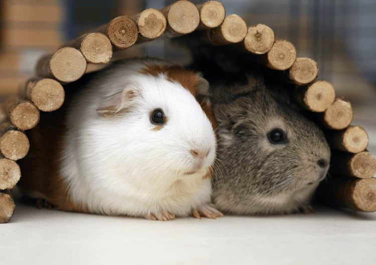 Small Animal Housing