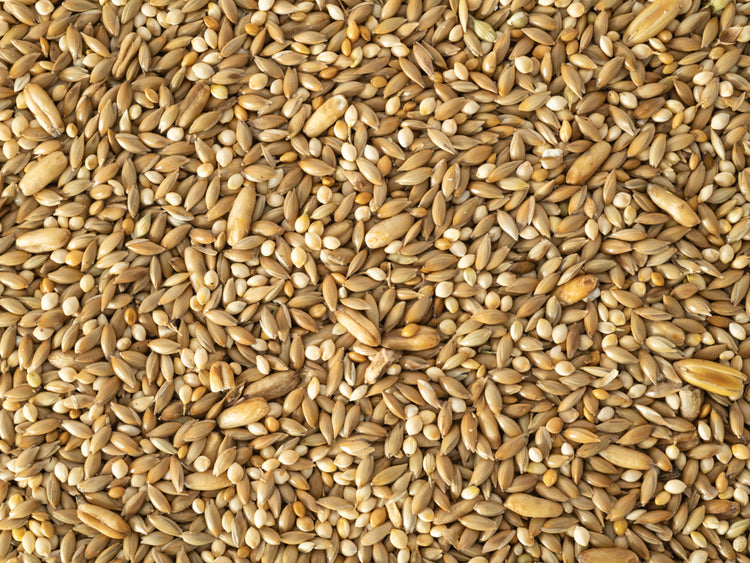 Bird Feed