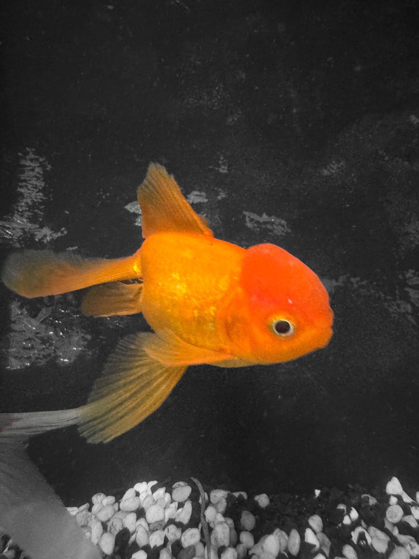 Oranda Goldfish