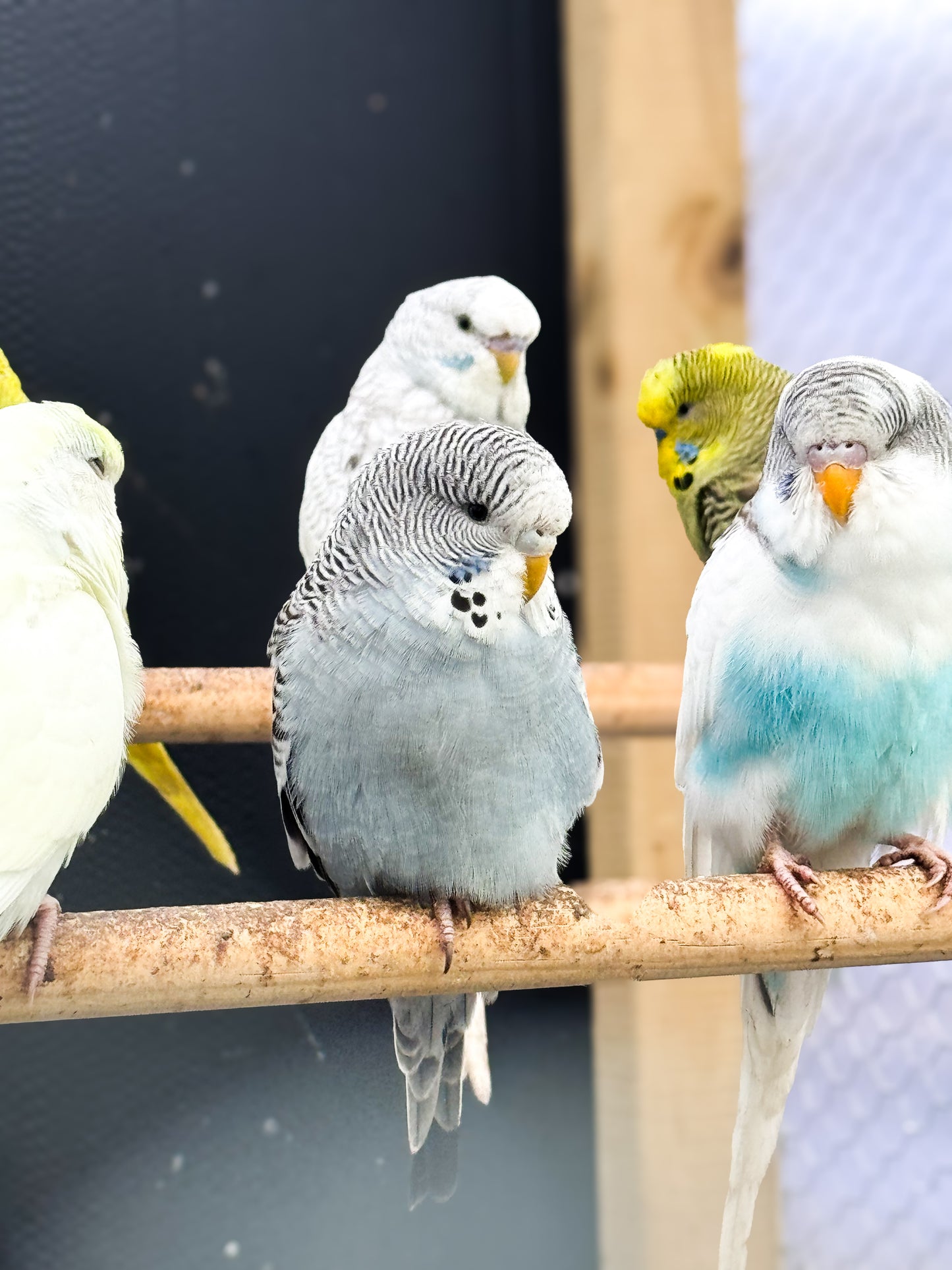 Budgies