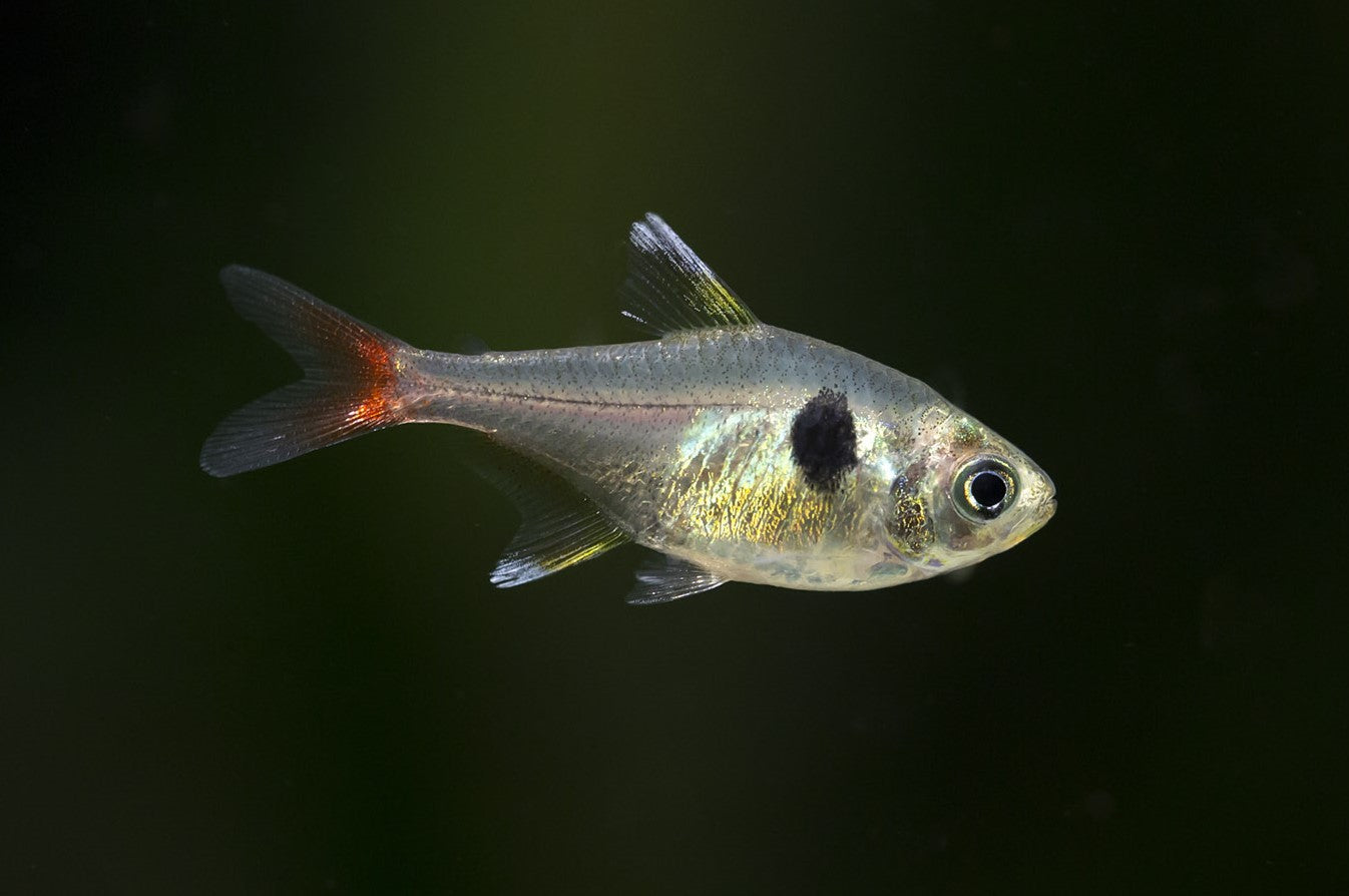 Yellow Phantom Red Tailed