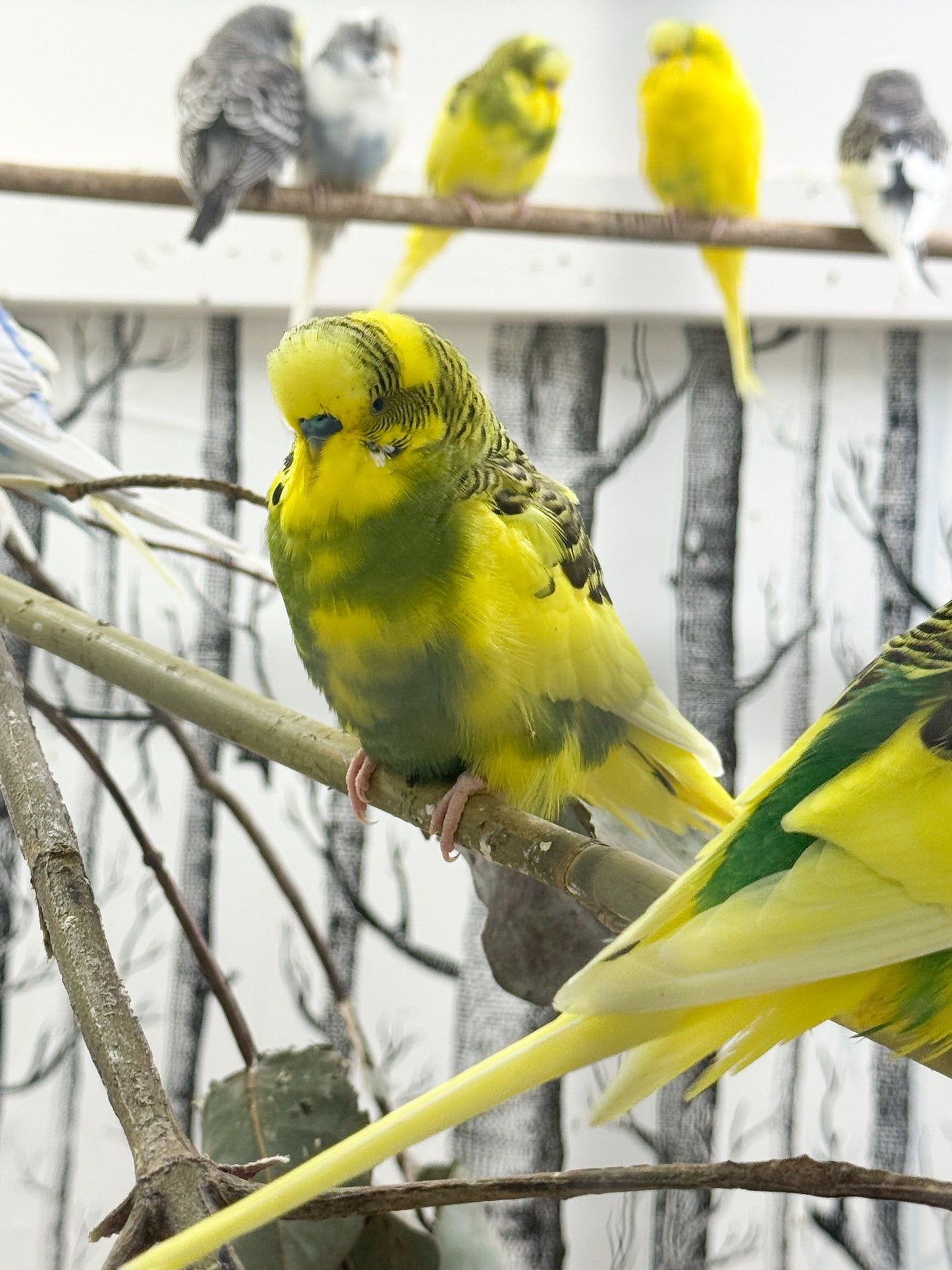 Older Budgies