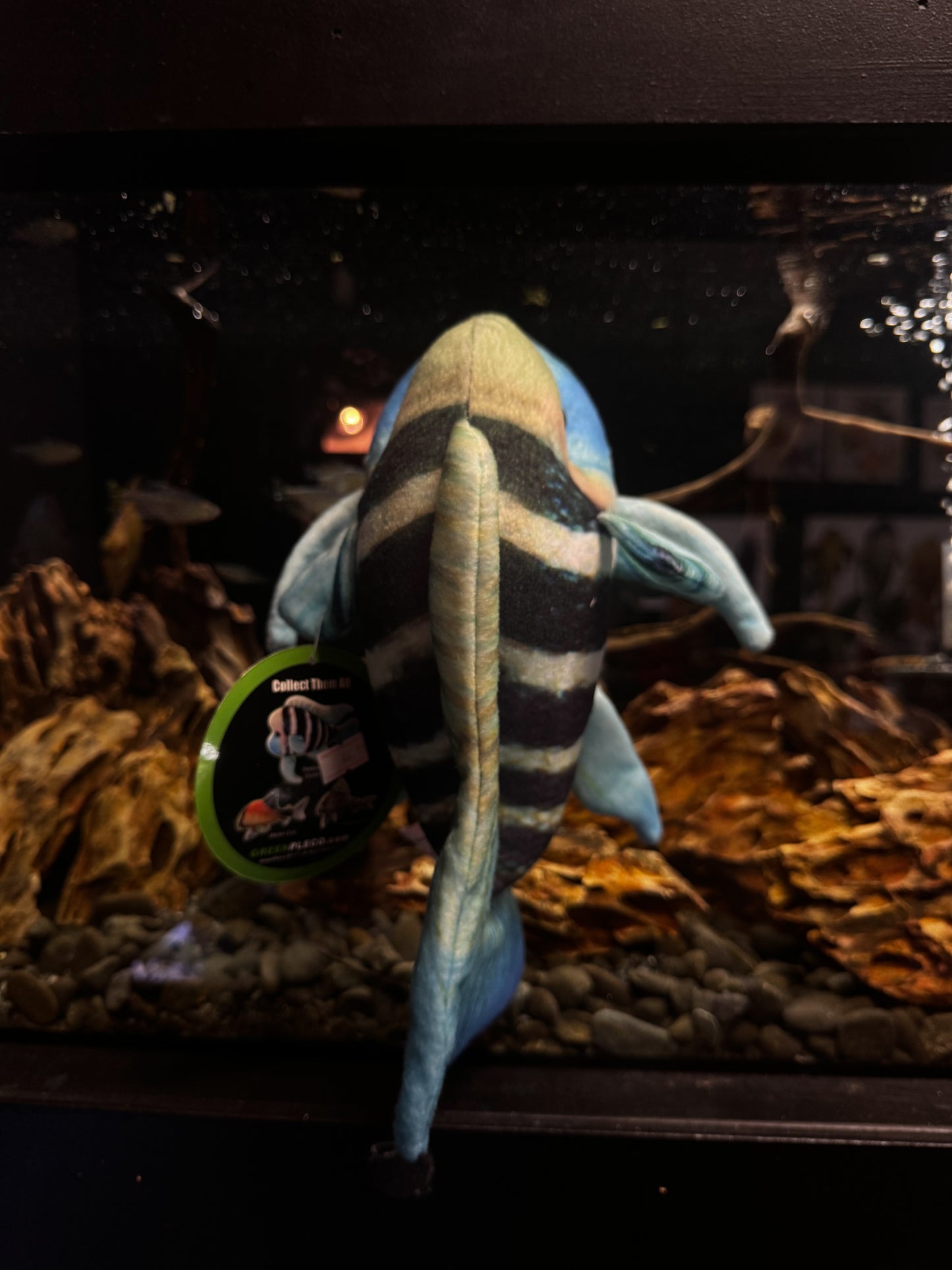 Frontosa Plushy