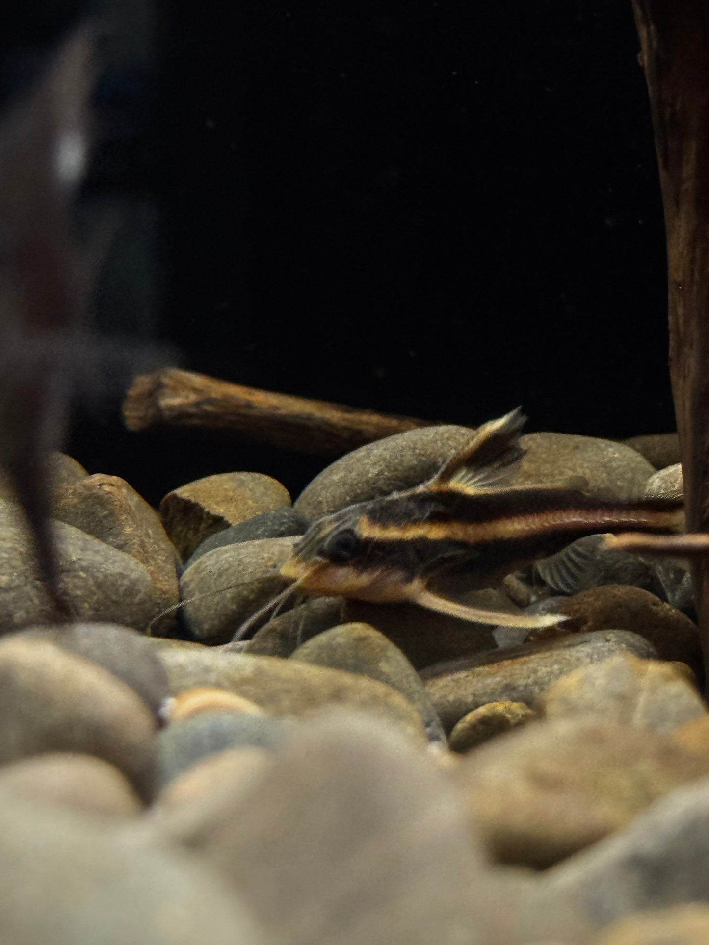 Chocolate Striped catfish
