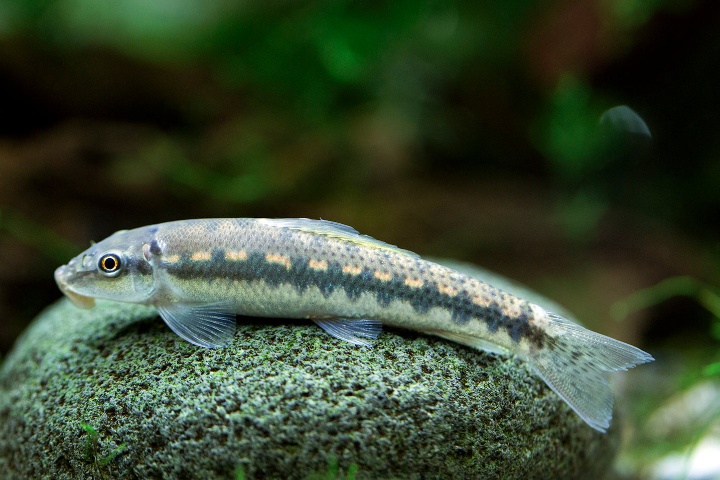 Algae Eater