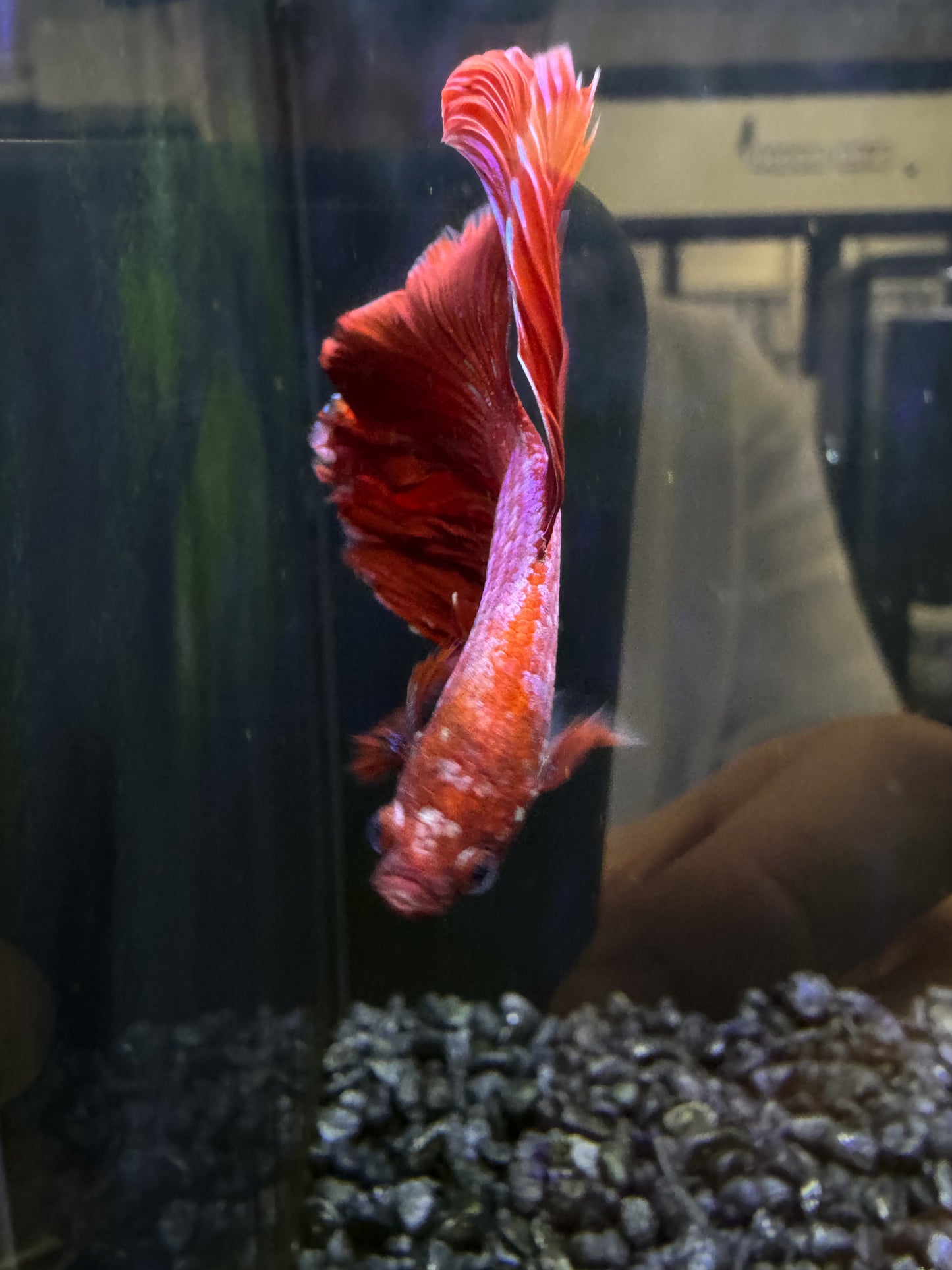 Halfmoon Male Betta (Red,Pink,Purple)