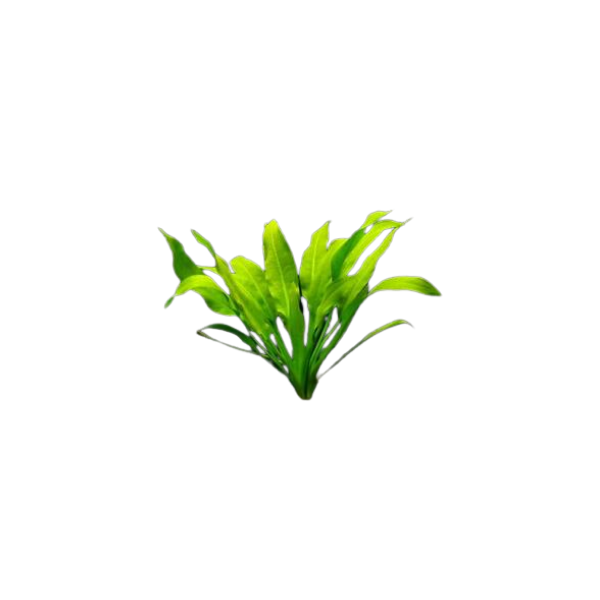 Amazon Sword - Potted