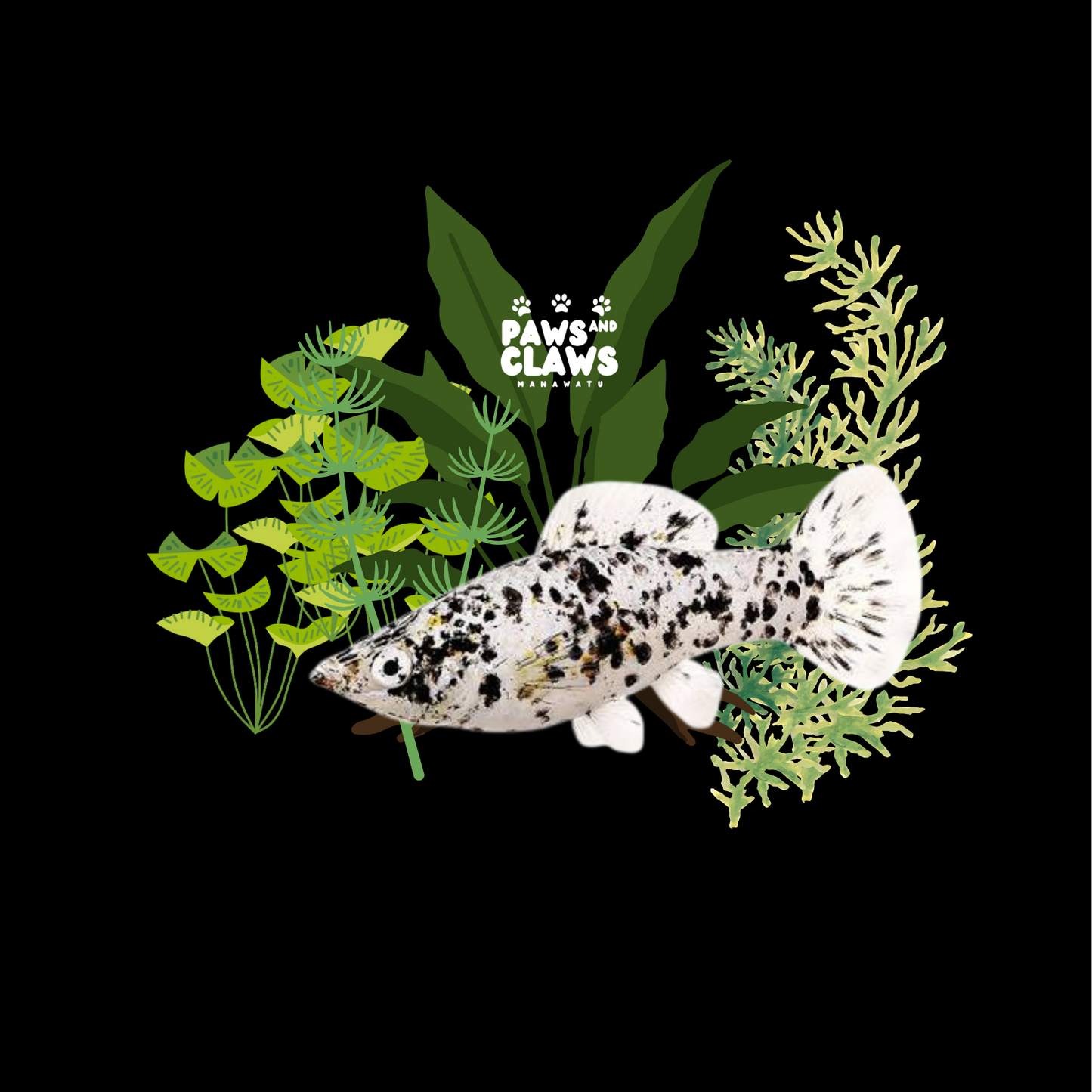 Locally Bred Dalmation Mollys