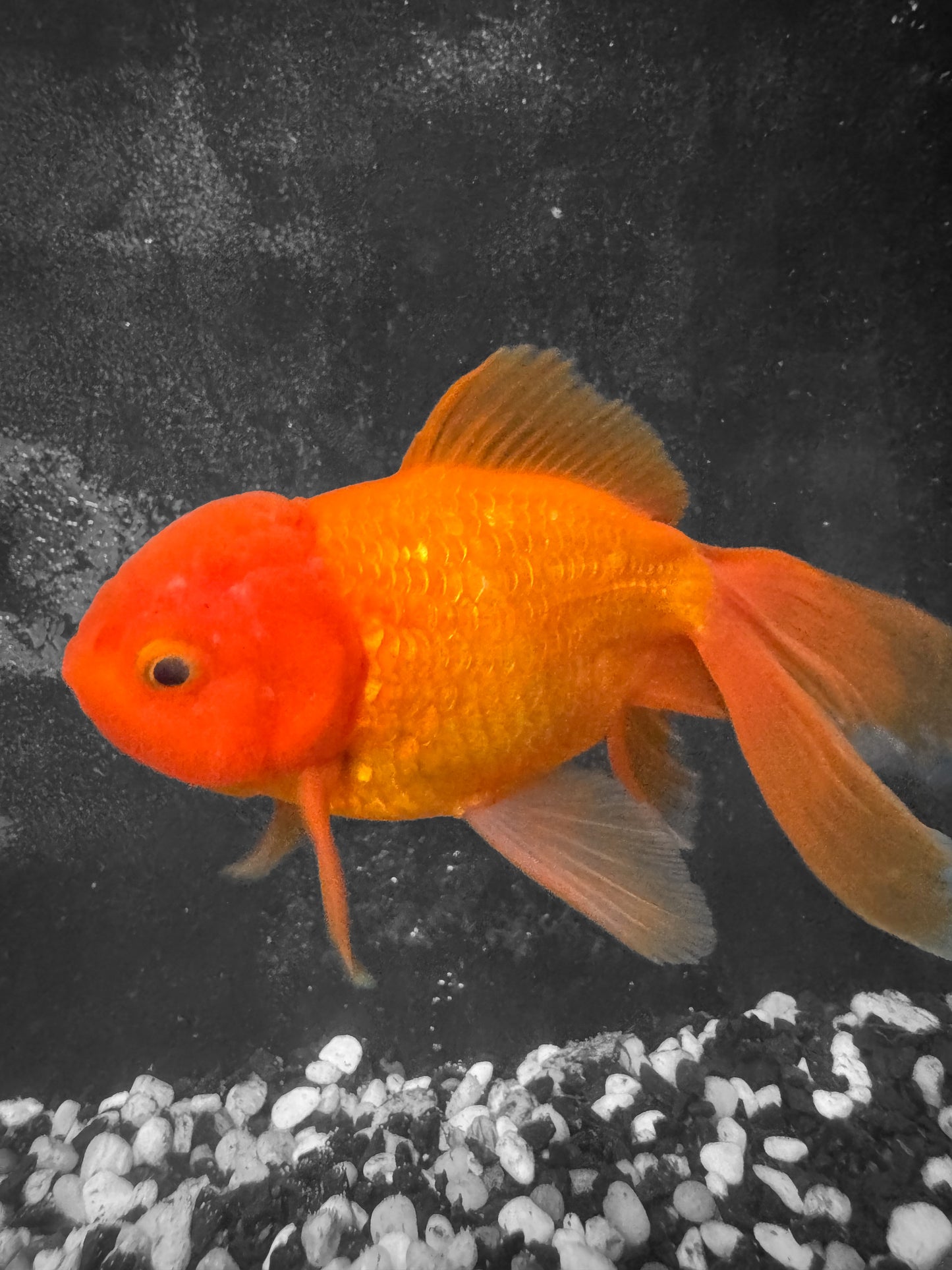 Oranda Goldfish