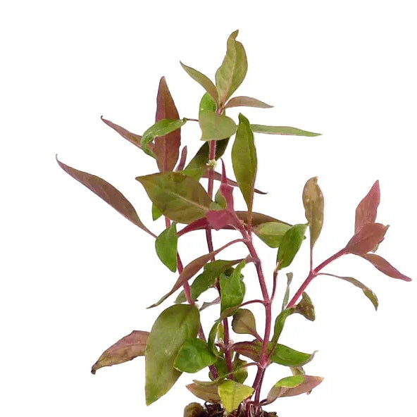 Red Hygrophila