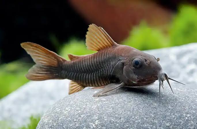 Black schitzi Corydoras