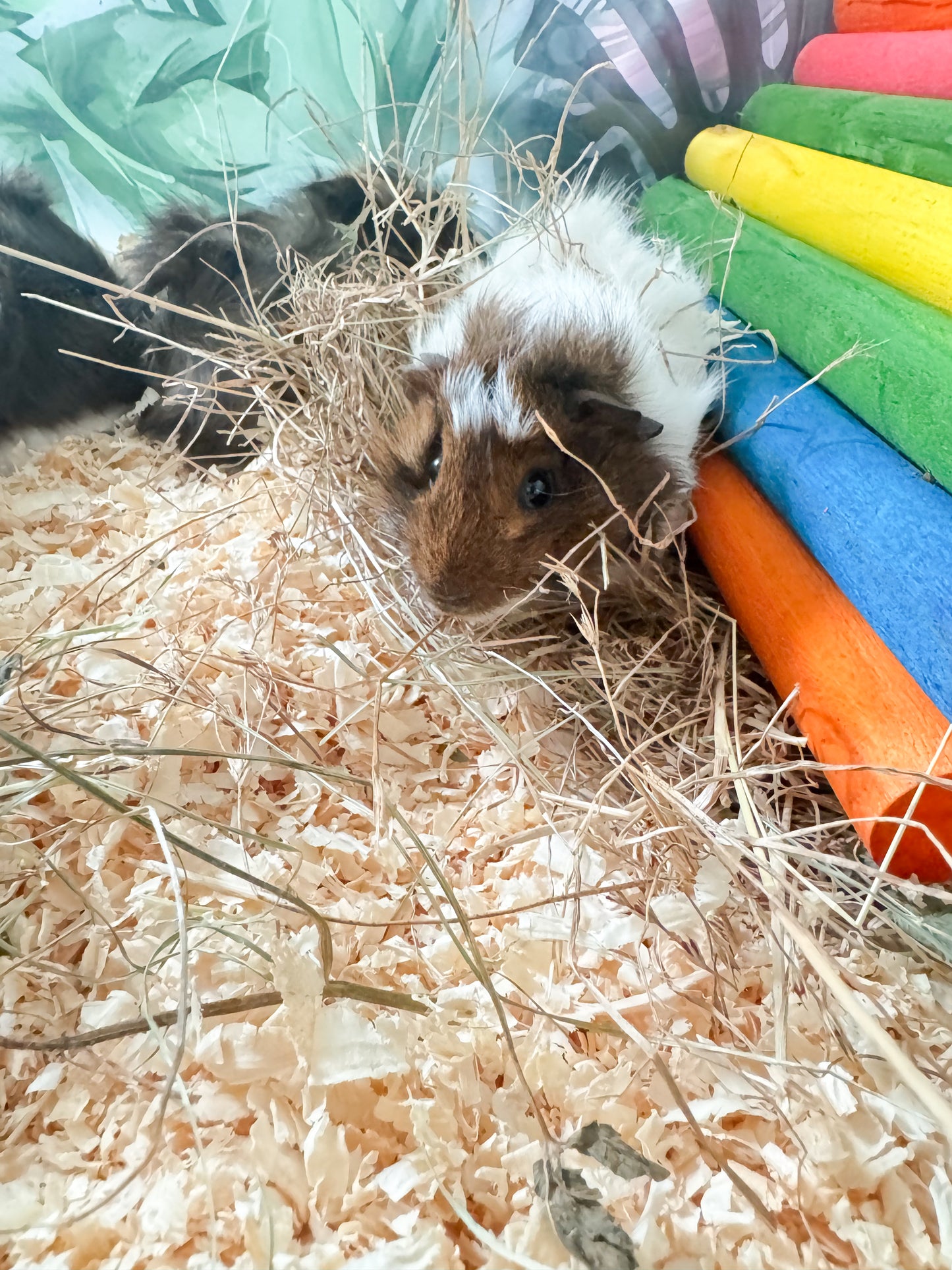 Female Young Guinea Pigs
