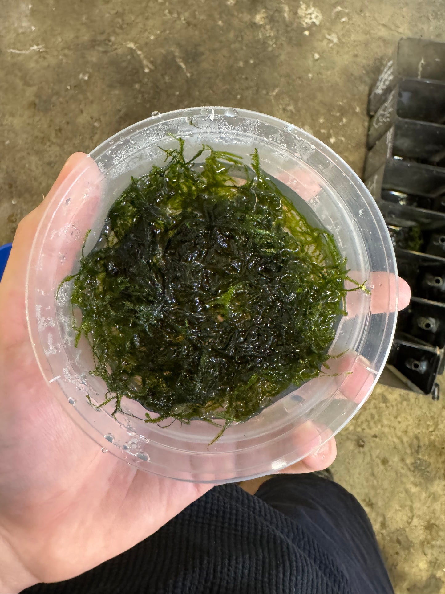 Java moss