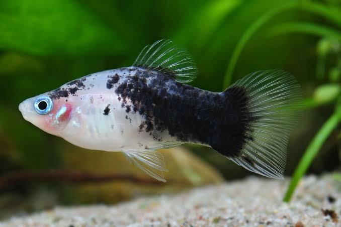 Panda Platys