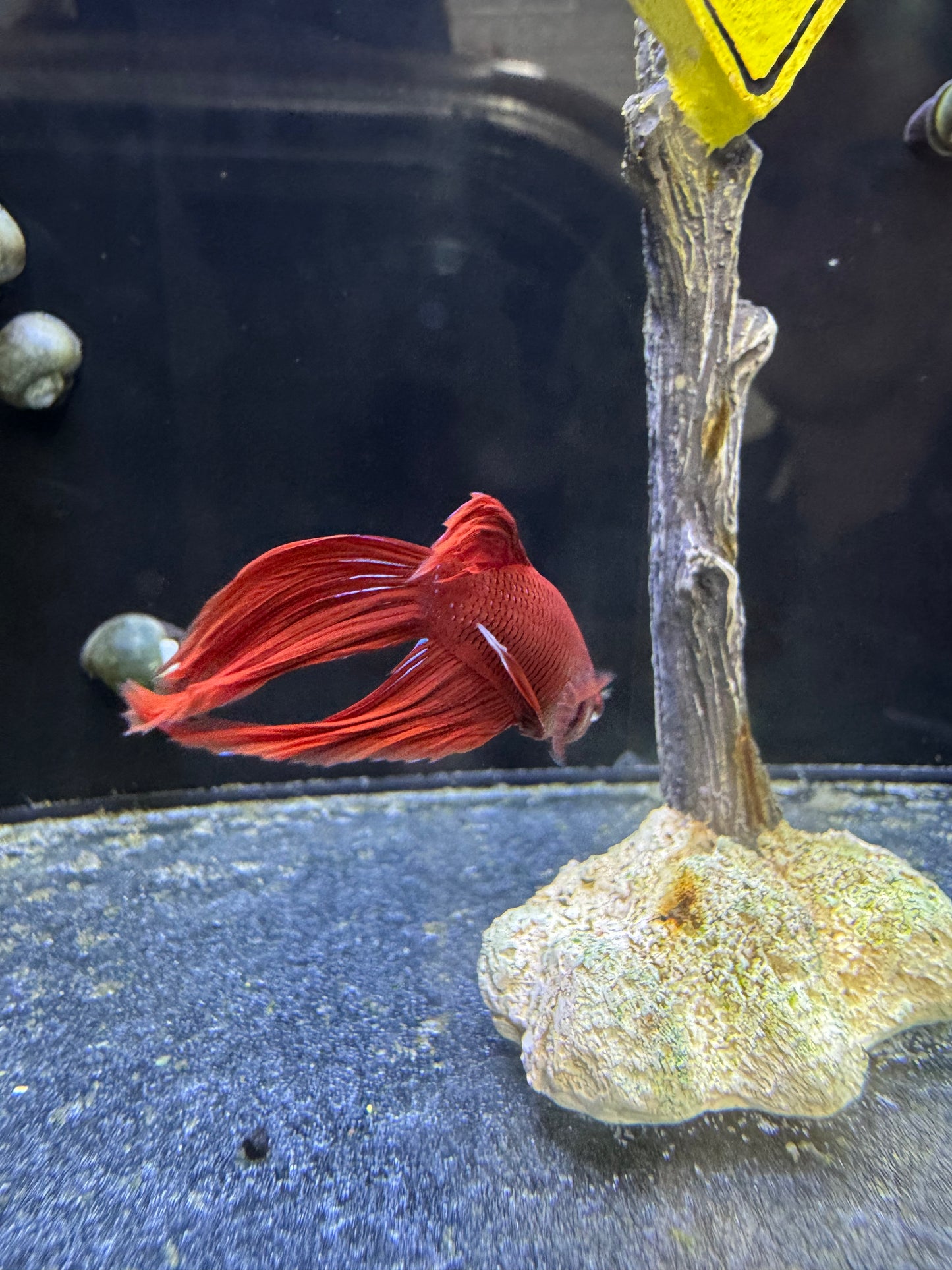 Male Betta