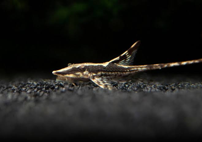 Royal Farlowella / Whiptail Catfish