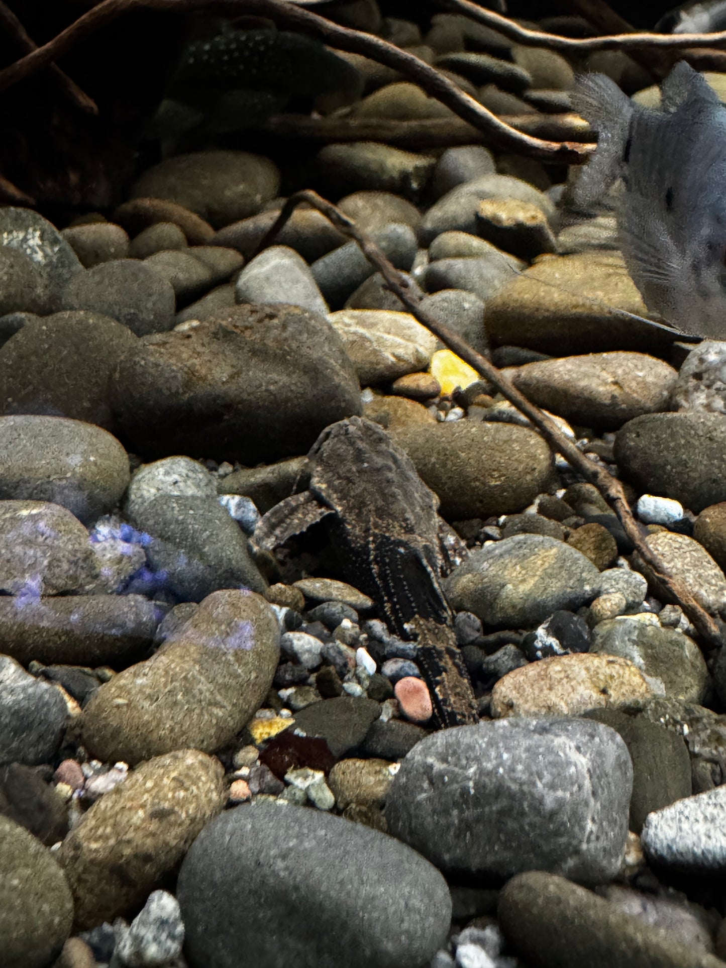 Banjo Catfish (Two Colour)