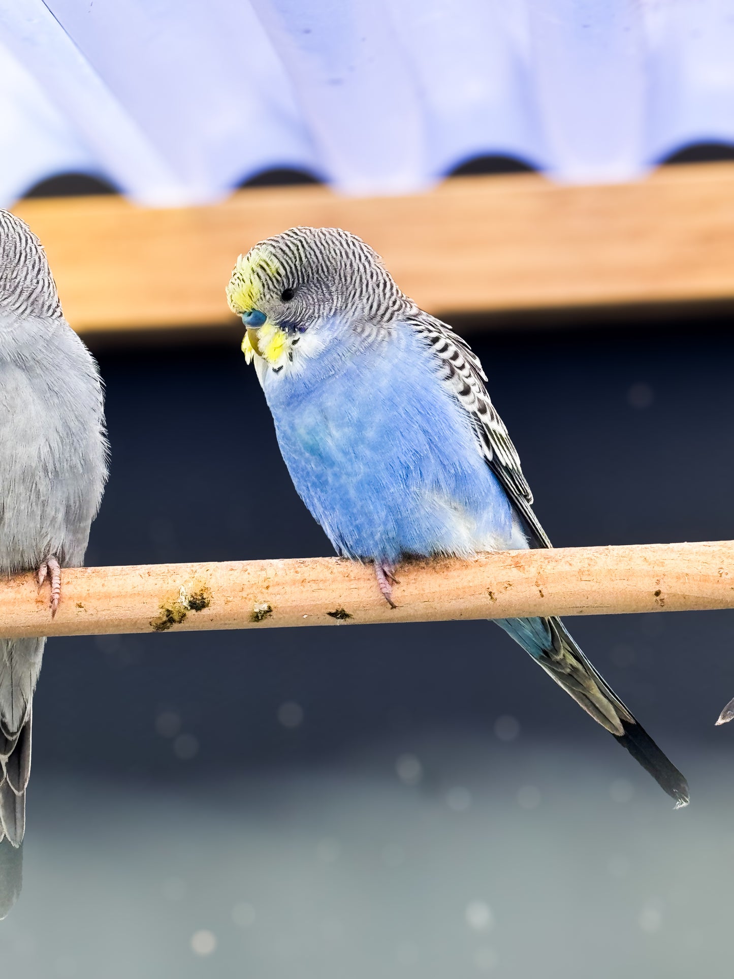 Budgies