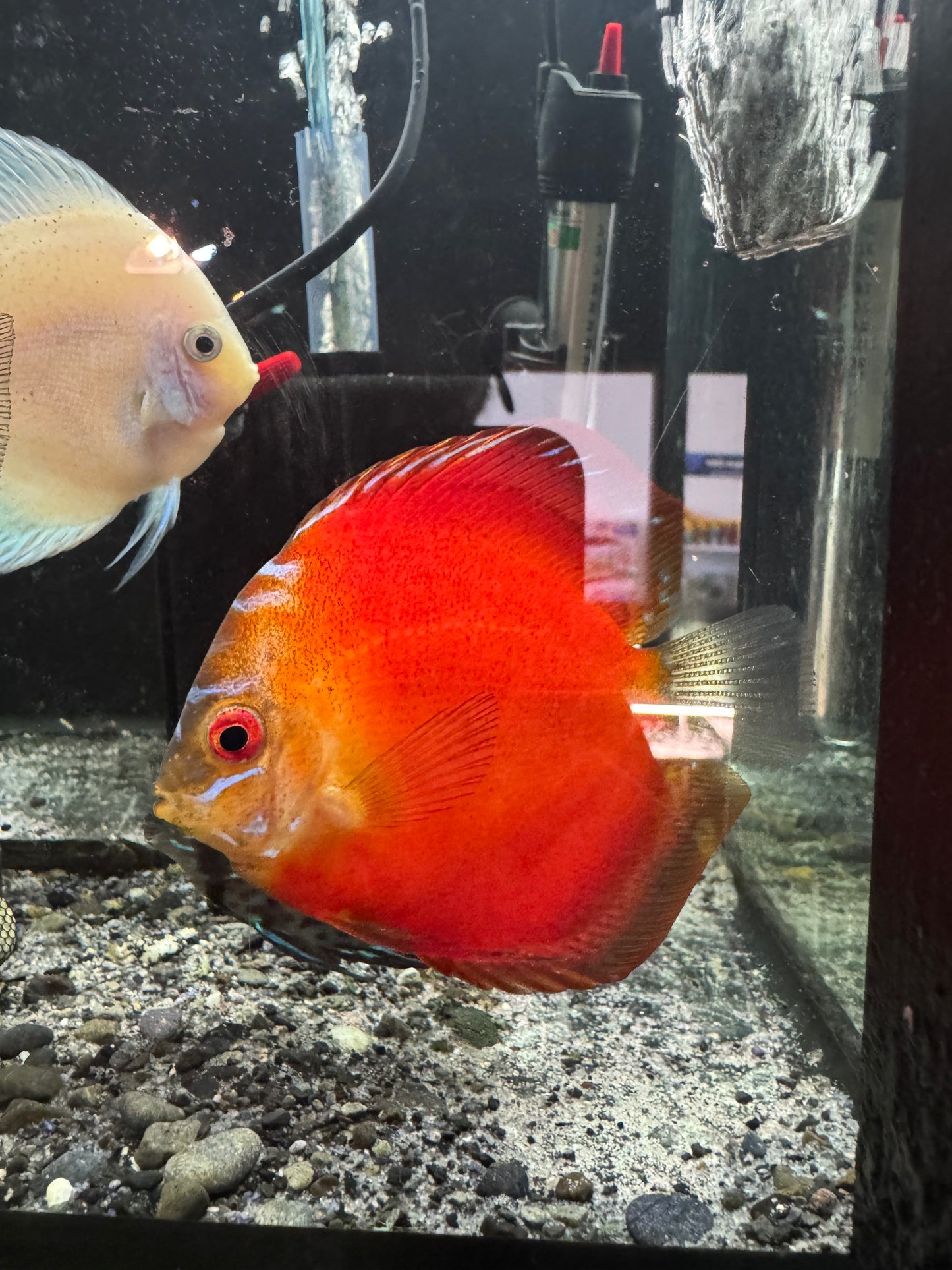 Discus (Large)