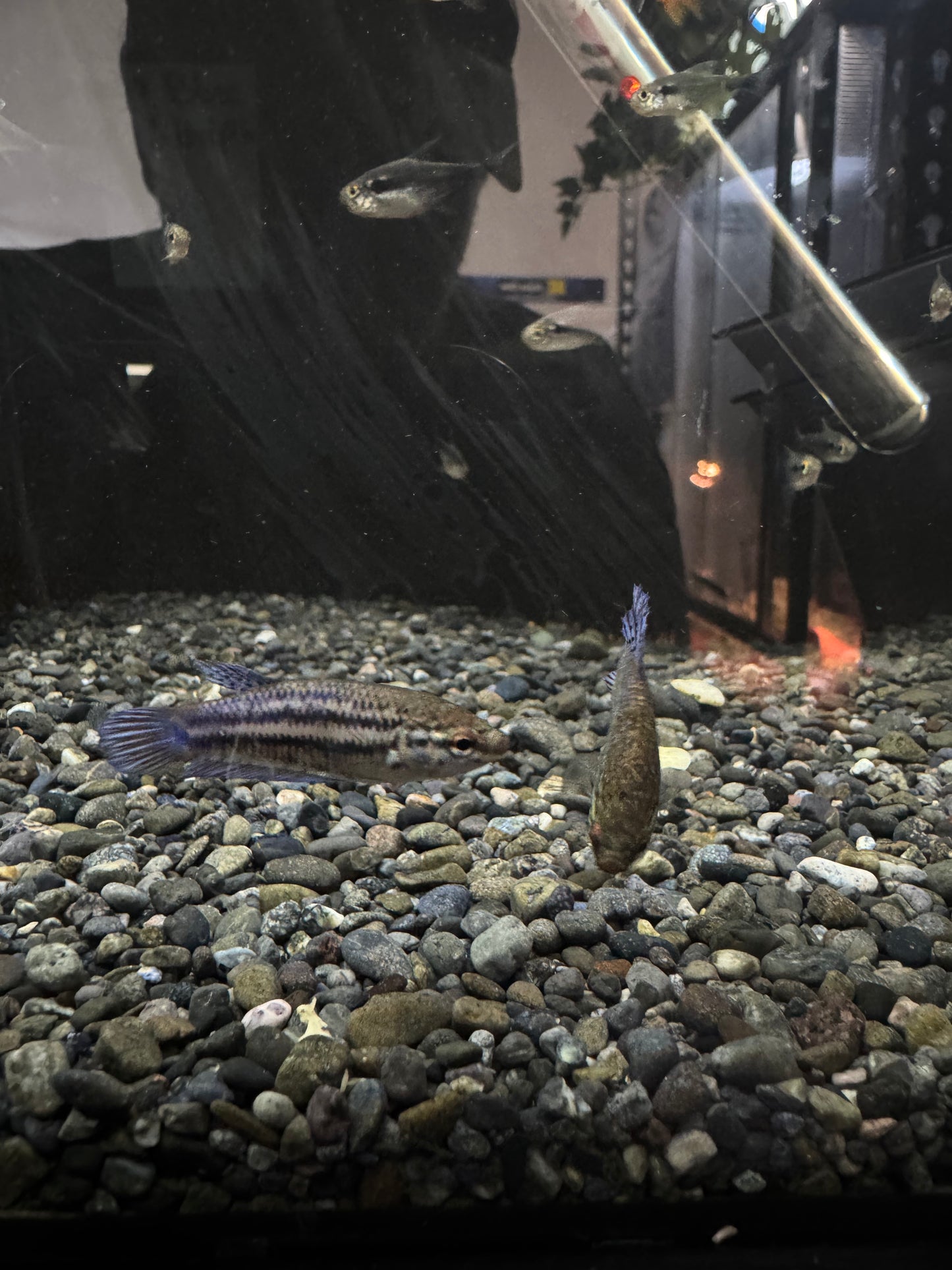 Female Betta Fish