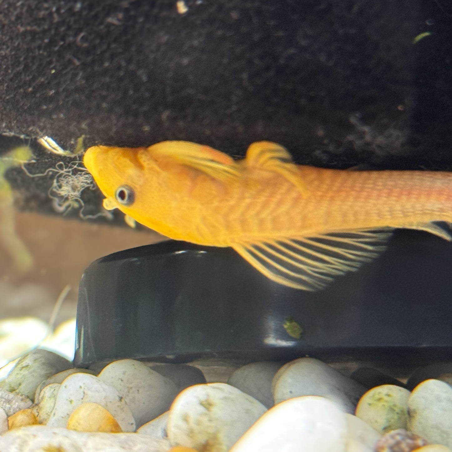Yellow Bristlenose Pleco Small - Medium