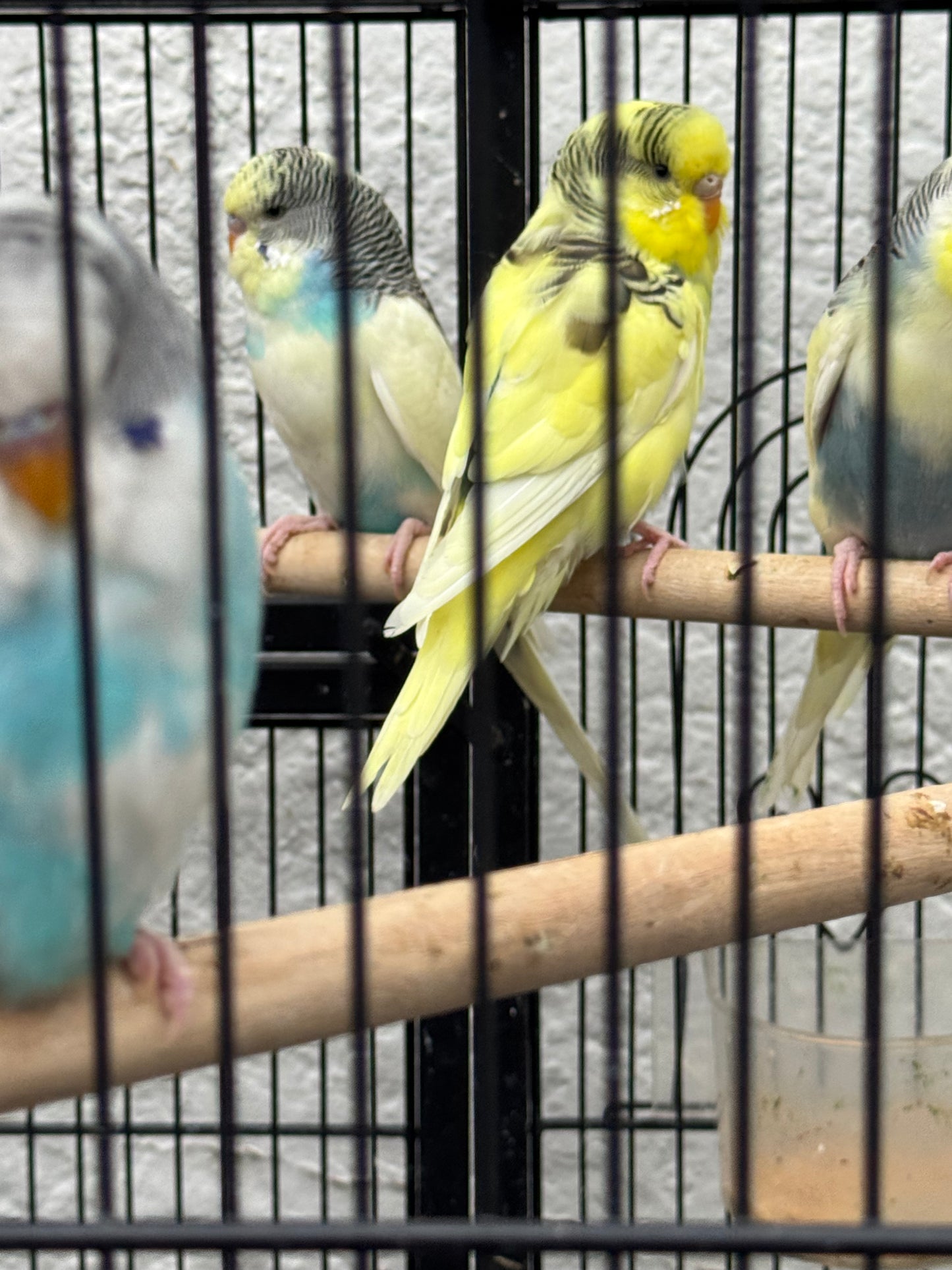 Pied Budgies