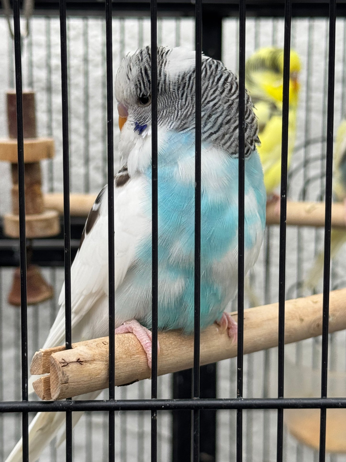 Pied Budgies