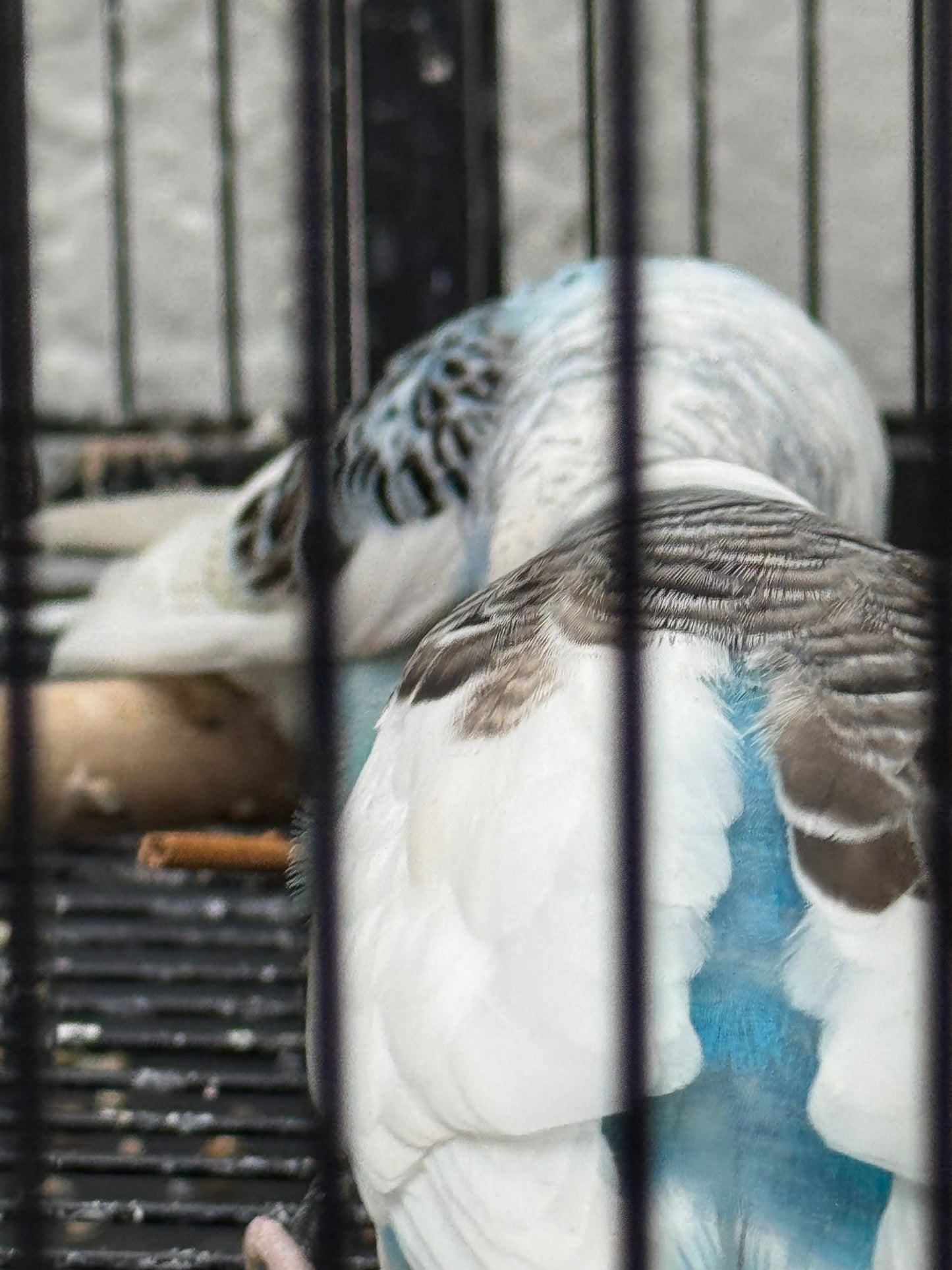 Pied Budgies