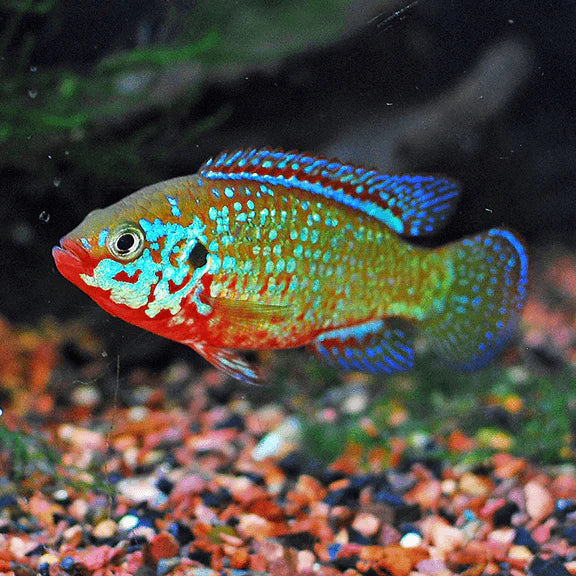 Jewel Cichlid