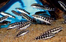 dwarf Chain Loach