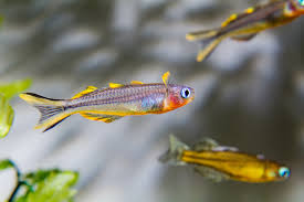 Forktail Rainbow