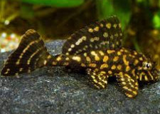 Gold Spot Pleco