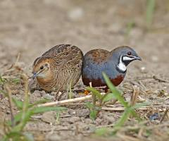 Button Quail Males