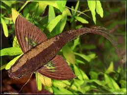 Pantodon Butterfly