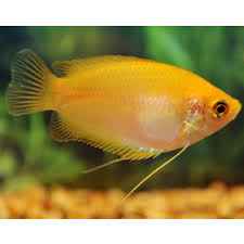 Golden Honey dwarf Gourami