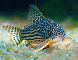 Golden Leopard Sterbai