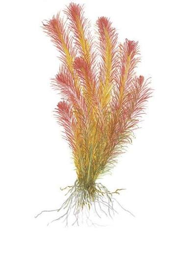 Red Pine
