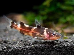 Bumblebee catfish