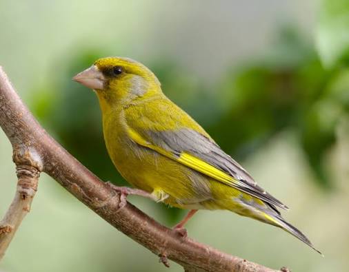 Green Finches