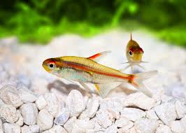 Glowlight Tetra