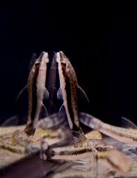 Otocinclus