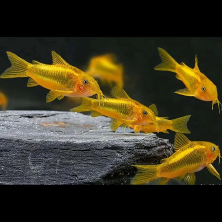 Lazer Corydoras