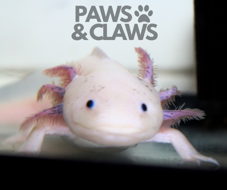 AXOLOTL CARE SHEET
