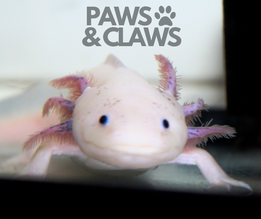 AXOLOTL CARE SHEET