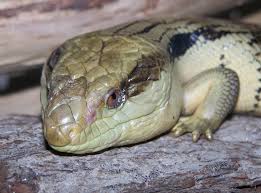 BLUE TONGUE SKINK CARE SHEET