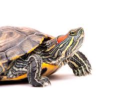 RED-EARED SLIDER CARE SHEET