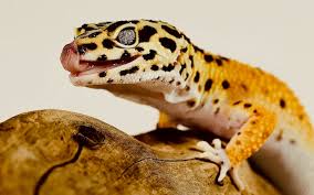 LEOPARD GECKO CARE SHEET